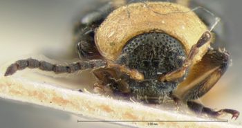 Media type: image; Entomology 18759   Aspect: head frontal view